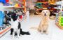 Shop Anything for Your Pet at the Best Pet Shop in Singapore
