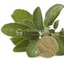 Organic Sage Leaf Powder