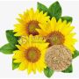 Organic Sunflower Lecithin Powder