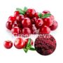 Wholesale Organic Cranberry Powder