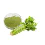 Wholesale Organic Celery Leaf Powder