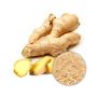Wholesale Ginger Extract Powder
