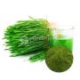 Wholesale Organic Alfalfa Grass Juice Powder