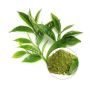 Wholesale Organic Green Tea Leaves Powder