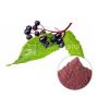 Wholesale Organic Elderberry Fruit Powder