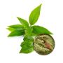 Wholesale Green Tea Extract Powder
