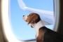 Decoding Philippine Airlines Pet Fees