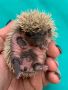 Hedgehog babys USDA and Health Guanateed