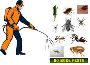JT Solution - Pest control in johannesburg