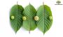  Purest Bali Kratom Leaf Products