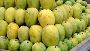 Why India is known for diversity of Mangoes Variety?