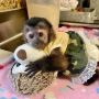 Lovely top capuchin monkey for sale pay with cash