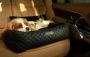 Get the best Dog Car Seat Bed for your pet