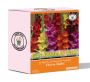 #1 Buy Gladiolus Flower Bulbs Online From BloomBasket
