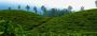 Explore Ooty Kodaikanal Tour Packages from Coimbatore