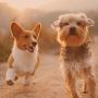Puppy Training Las Vegas