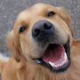 Find the best dog trainer near you in Las Vegas