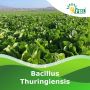 Bacillus thuringiensis | Peptech Bioscience Ltd | Manufactur