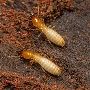 Formosan Termites in Florida