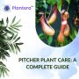 Pitcher Plant Care Guide