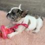 Available french Bulldog Puppies
