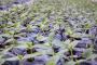 RIOCOCO presents hydroponics coconut coir