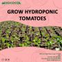 coconut coir for hydroponics from RIOCOCO