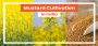 How to do Mustard Cultivation in India