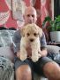 Stunning F2b Cavapoos 1 Girl & 2 Boys left