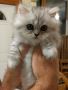 Amazing awesome munchkin kittens for sale