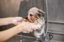Pamper Your Pooch: Dog Wash Services in New Smyrna Beach