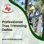 Professional Tree Trimming Dallas | Texas Tree Transformatio