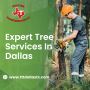 Expert Tree Services in Dallas | Texas Tree Transformations