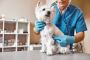 PawSafe: Canine Disinfectant For Dogs Clean And Healthy 