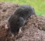 Services for ground mole removal 
