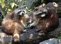 Top Raccoon Removal Service Company in the USA