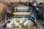 Top-Notch Poultry Manure Dryer: Get Rid of Moisture Hassles 