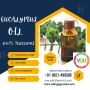 Discover The Natural Elixir: Pure Eucalyptus Oil