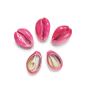 Sea Shell Beads Supplier Europe