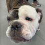 Best Dog grooming in Little Elm