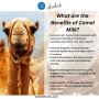 What are the Benefits of Camel Milk?