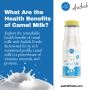 What Are the Health Benefits of Camel Milk?