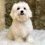 Bichpoo Poochon Breeders in San Antonio | Abcpuppy.com