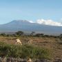 Journey into the Wild: Exclusive Kenya Safari Holiday Packag