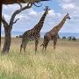 Savanna Dreams: Mombasa to Nairobi Safari Odyssey