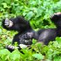 3 Day Gorilla Safari Rwanda