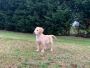 Dog Grooming in Melton Mowbray