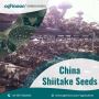 Buy Best Quality China shiitake log