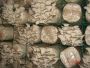 Buy Best Quality Oyster mushroom logs from Agrinoon