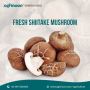 Buy shiitake mushroom logs